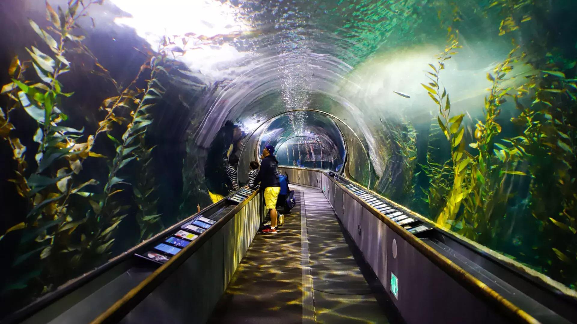 一个家庭在海湾水族馆的隧道里观察海洋生物