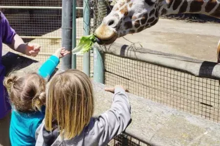 所以孩子在贝博体彩app动物园有长颈鹿.