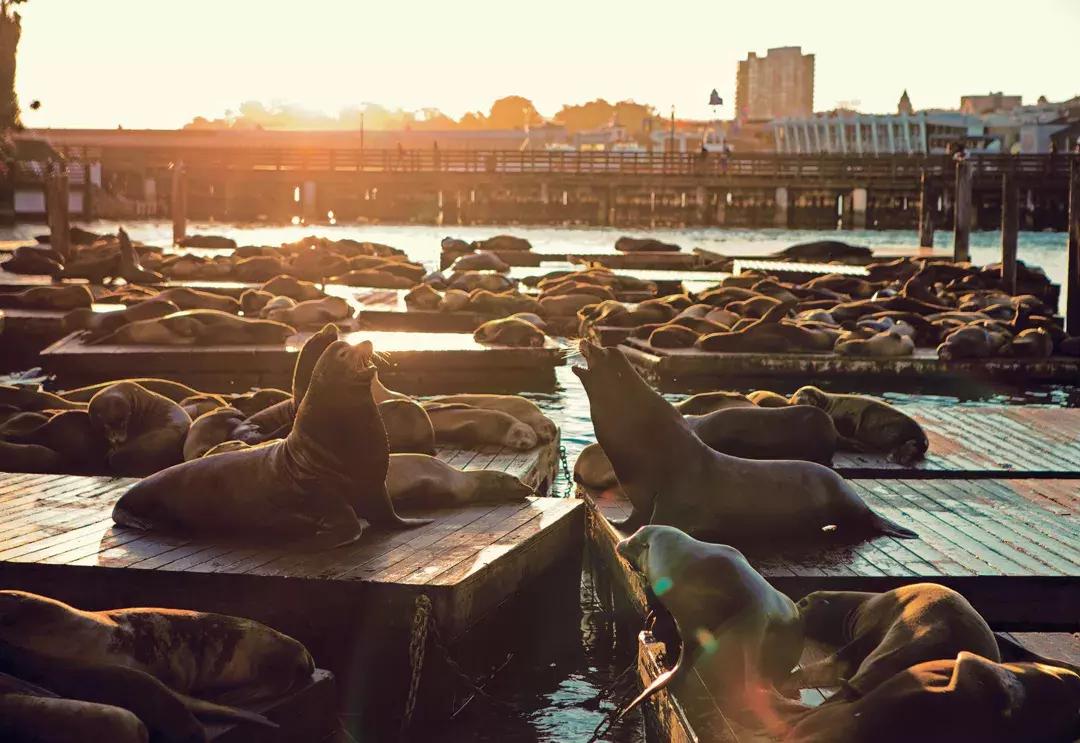 Les lions de mer se reposent sur le quai K du PIER 39 au coucher du soleil